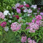 garden image
