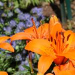 garden image