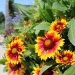 garden image