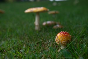 Mushroom